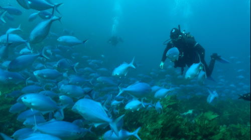 Dive Trips in the Bay of Islands and the Poor Knights Islands